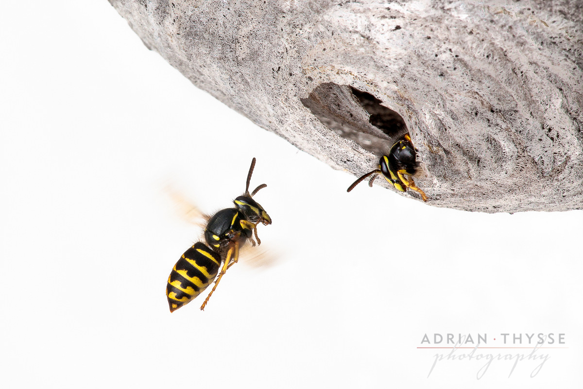 Common Aerial Yellowjacket (Dolichovespula arenaria)  by Adrian Thysee ©